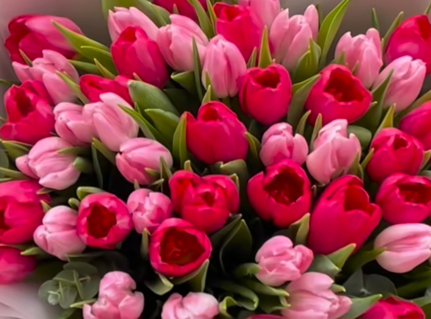 Close-up of pink and red tulips
